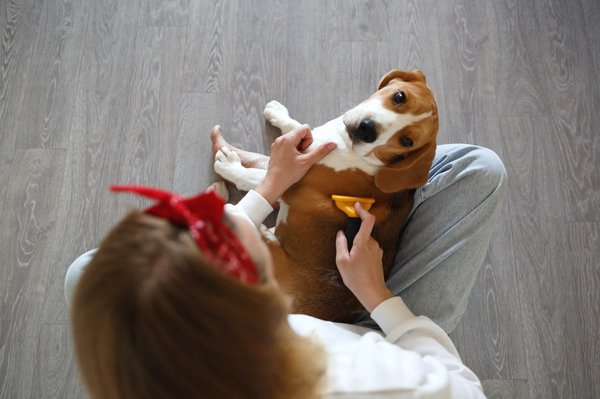 Quels sont les avantages de la brosse Furminator Chien?