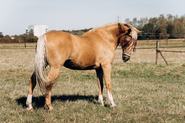 Comment soulager les douleurs articulaires d'un cheval avec des anti-inflammatoires ?